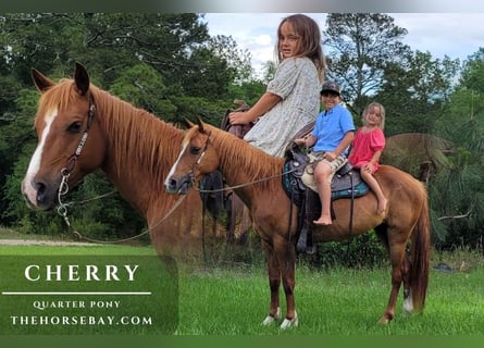 Quarter Pony, Merrie, 8 Jaar, 140 cm, Donkere-vos
