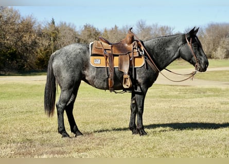 Quarter Pony, Merrie, 9 Jaar, 142 cm, Roan-Blue