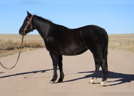Quarter Pony, Merrie, 9 Jaar, 145 cm, Roan-Blue