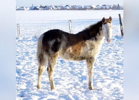 Quarter Pony, Ogier, 1 Rok, 148 cm, Overo wszelkich maści