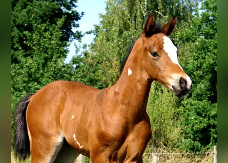 Quarter Pony, Ogier, , 148 cm, Gniada