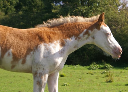 Quarter Pony, Ogier, Źrebak (08/2025), 150 cm, Overo wszelkich maści