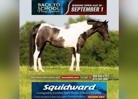 Quarter Pony Mix, Ruin, 12 Jaar, 127 cm, Gevlekt-paard