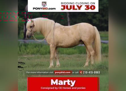 Quarter Pony, Ruin, 12 Jaar, 127 cm, Palomino