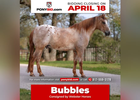 Quarter Pony, Ruin, 13 Jaar, 137 cm, Red Dun
