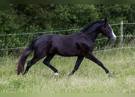 Quarter Pony Mix, Ruin, 2 Jaar, 158 cm, Zwartschimmel