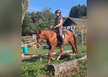 Quarter Pony, Ruin, 3 Jaar, 152 cm, Vos