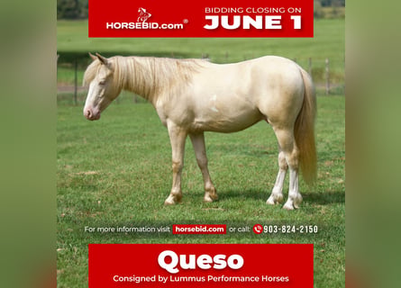 Quarter Pony, Ruin, 4 Jaar, 122 cm, Cremello