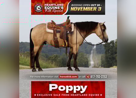 Quarter Pony, Ruin, 4 Jaar, 137 cm, Buckskin