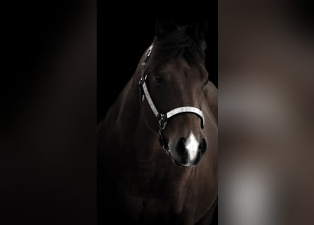 Quarter Pony, Ruin, 6 Jaar, 142 cm, Bruin