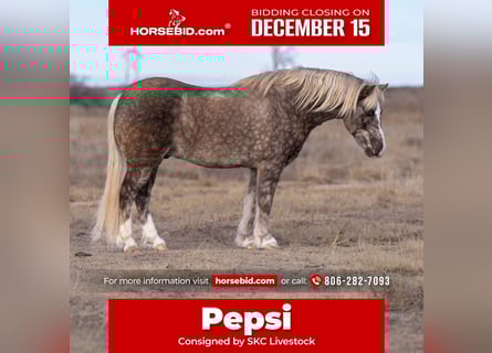 Quarter Pony, Ruin, 7 Jaar, 132 cm, Schimmel