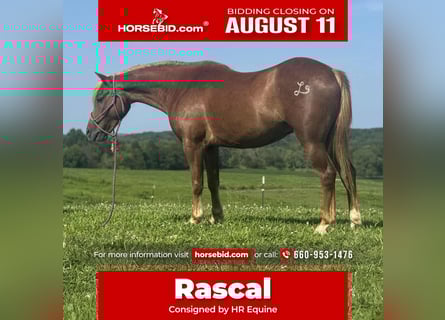 Quarter Pony, Ruin, 8 Jaar, 135 cm, Roodvos