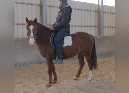 Quarter Pony Mix, Ruin, 8 Jaar, 145 cm, Donkere-vos