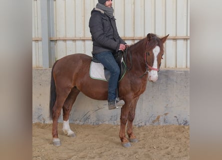 Quarter Pony Mix, Ruin, 8 Jaar, 145 cm, Donkere-vos