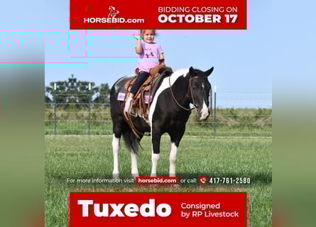 Quarter Pony, Ruin, 9 Jaar