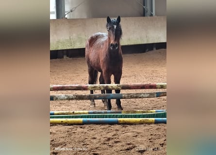 Quarter Pony Mix, Stallion, 2 years, 14,2 hh, Brown