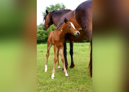 Quarter Pony, Stallion, , 14.2 hh, Brown