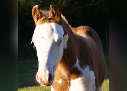 Quarter Pony, Stallion, Foal (07/2026), 14.2 hh, Overo-all-colors