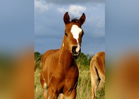 Quarter Pony, Stallion, Foal (06/2025), 14,2 hh, Brown