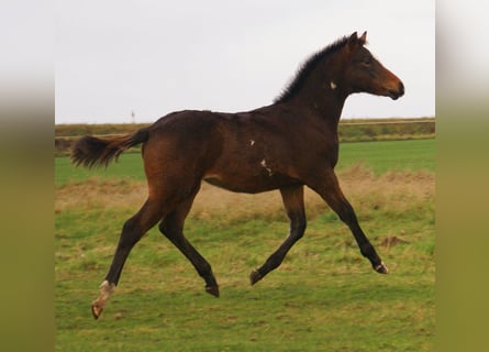 Quarter Pony, Stallion, Foal (06/2025), 14,2 hh, Overo-all-colors