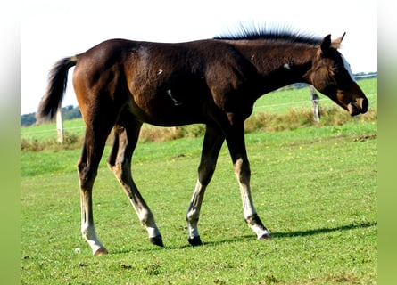 Quarter Pony, Stallion, Foal (06/2025), 14,2 hh, Overo-all-colors