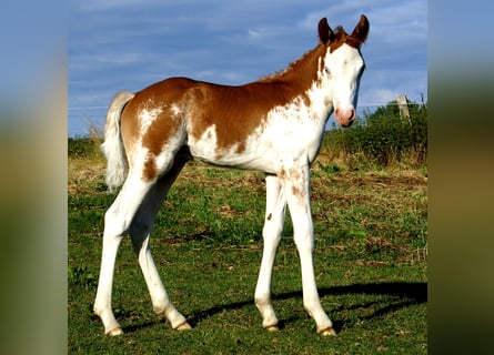 Quarter Pony, Stallion, Foal (08/2025), 14,2 hh, Overo-all-colors