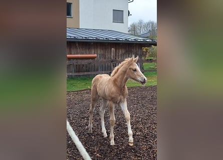 Quarter Pony, Stallion, Foal (04/2025), 14,2 hh, Palomino