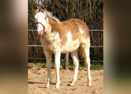 Quarter Pony, Stallone, 1 Anno, 148 cm, Overo-tutti i colori