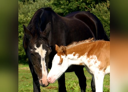 Quarter Pony, Stallone, Puledri (08/2025), 150 cm, Overo-tutti i colori