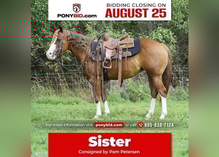 Quarter Pony, Stute, 10 Jahre, 137 cm, Rotfuchs