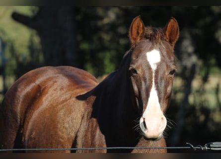 Quarter Pony, Stute, 10 Jahre, 142 cm, Fuchs