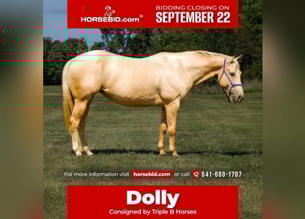 Quarter Pony, Stute, 10 Jahre, 145 cm, Palomino