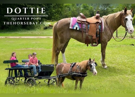 Quarter Pony, Stute, 12 Jahre, 137 cm, Rotfuchs