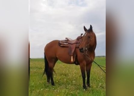 Quarter Pony, Stute, 16 Jahre, 152 cm, Brauner