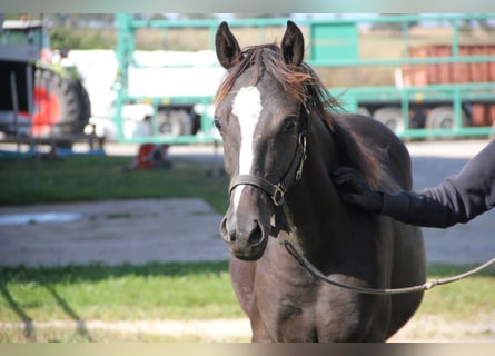 Quarter Pony Mix, Stute, 1 Jahr, 150 cm, Rappe