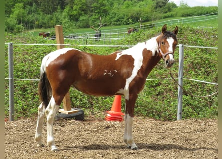 Quarter Pony, Stute, 2 Jahre, 153 cm, Schecke