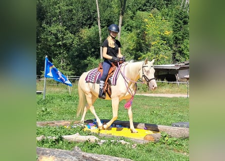 Quarter Pony, Stute, 3 Jahre, 140 cm, Champagne