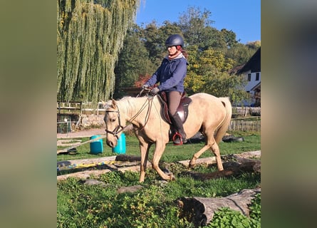 Quarter Pony, Stute, 3 Jahre, 142 cm, Palomino