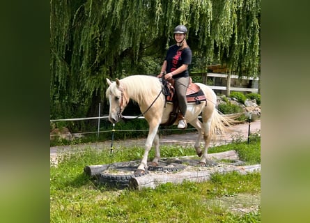 Quarter Pony, Stute, 3 Jahre, 147 cm, Schecke