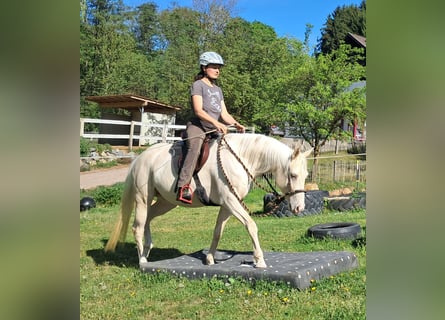 Quarter Pony, Stute, 4 Jahre, 142 cm, Cremello
