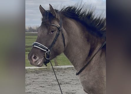 Quarter Pony Mix, Stute, 4 Jahre, 150 cm, Champagne