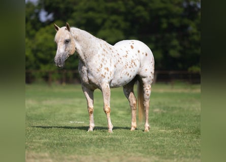 Quarter Pony, Stute, 9 Jahre, 137 cm
