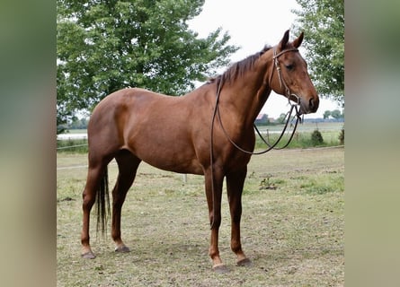 Quarter Pony, Stute, 9 Jahre, 147 cm, Fuchs