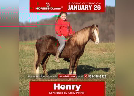 Quarter Pony, Wałach, 10 lat, 122 cm, Kasztanowatodereszowata