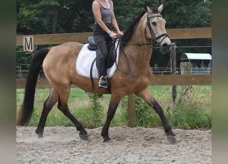 Quarter Pony, Wałach, 10 lat, 155 cm, Jelenia