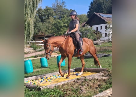 Quarter Pony, Wałach, 3 lat, 152 cm, Kasztanowata