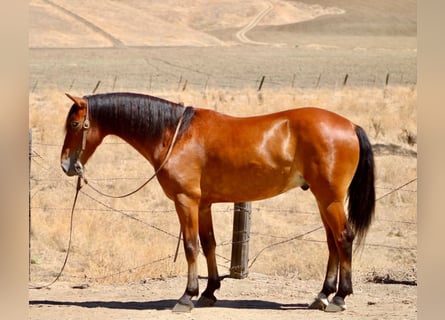 Quarter Pony, Wałach, 5 lat