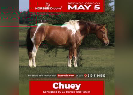 Quarter Pony, Wałach, 7 lat, 132 cm