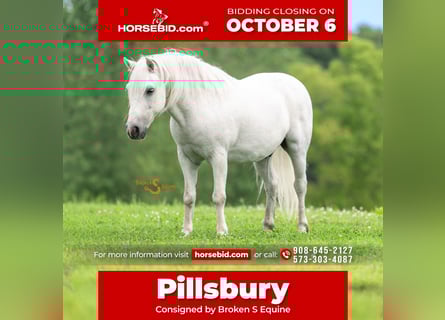 Quarter Pony Mix, Wałach, 8 lat, 119 cm, Siwa