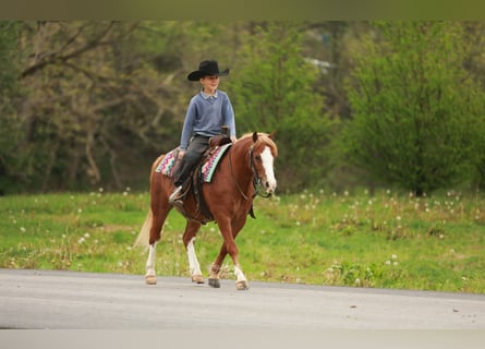 Quarter Pony, Wałach, 8 lat, Cisawa